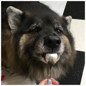 German Shepherd Husky Malamute Mix Photos