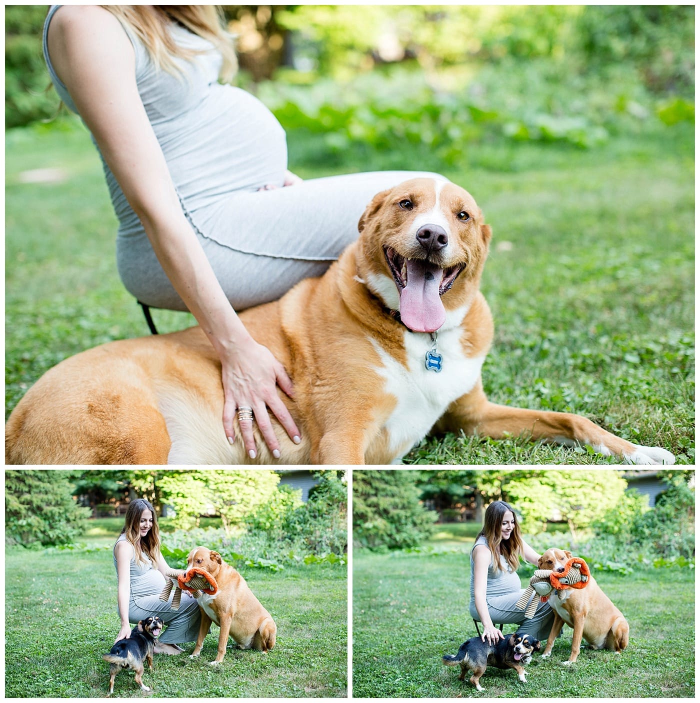 dogs and maternity pictures