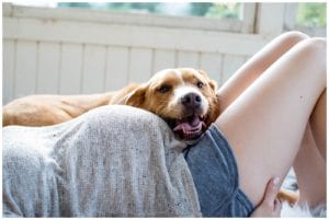 dog with baby bump